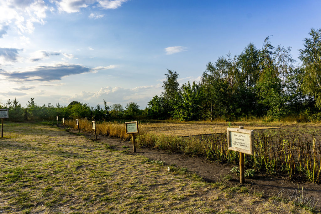 Biskupin - uprawa historyczna - epoka pierwszych rolników