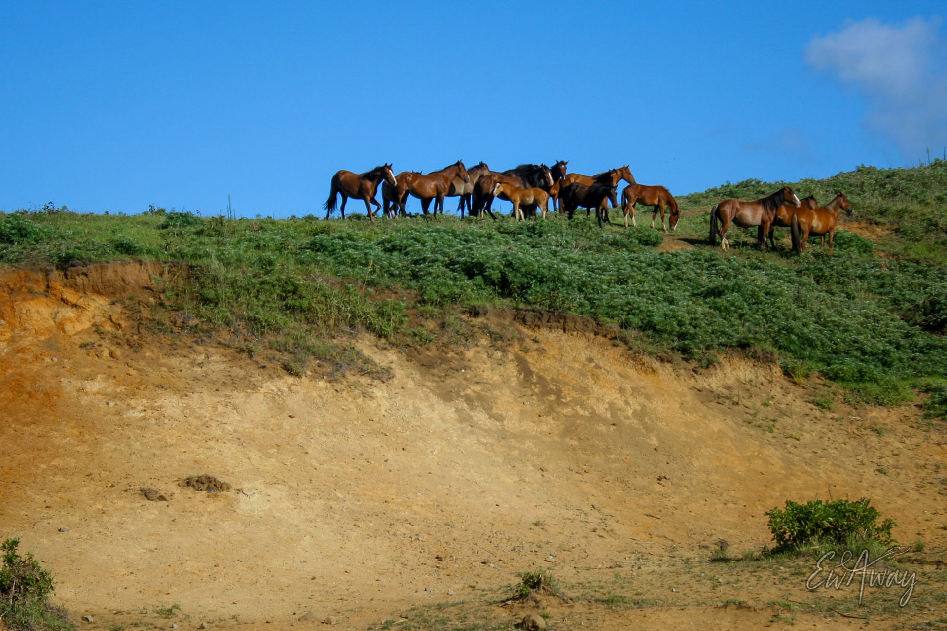Wyspa Wielkanocna co zobaczyć - dzikie konie