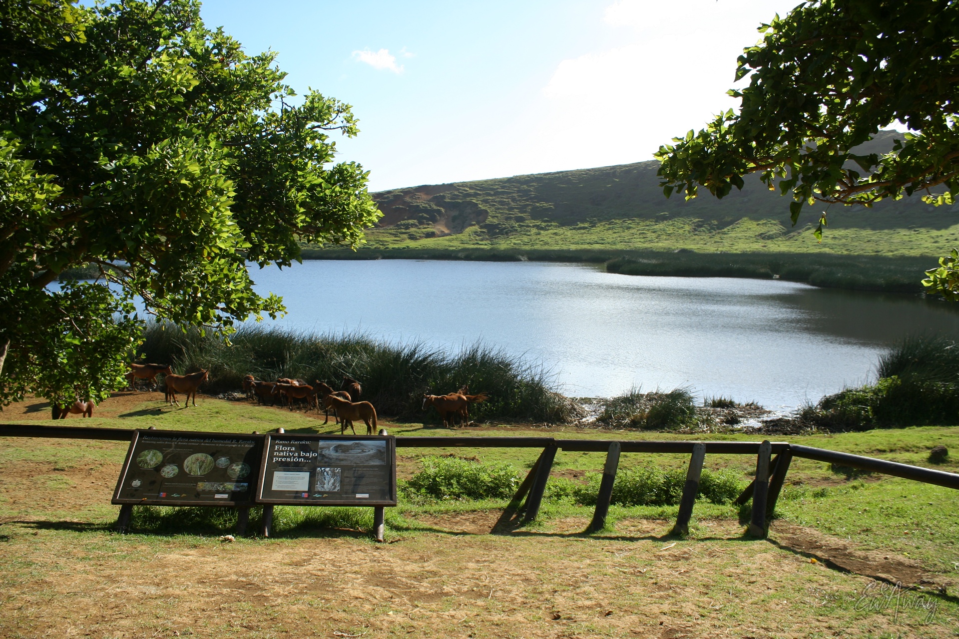 Wyspa Wielkanocna co zobaczyć - woda w Rano Raraku